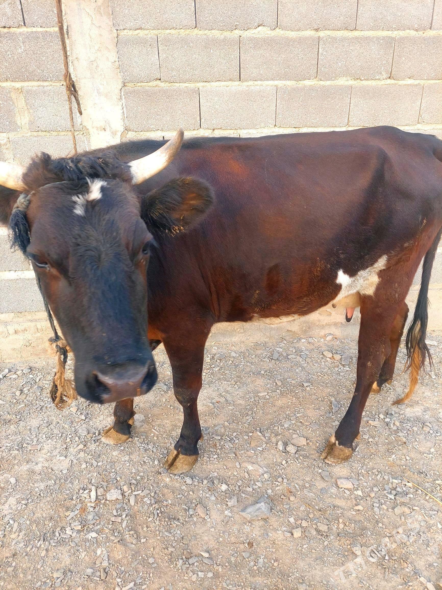 Бейик Сыгыр - Bäherden - img 7