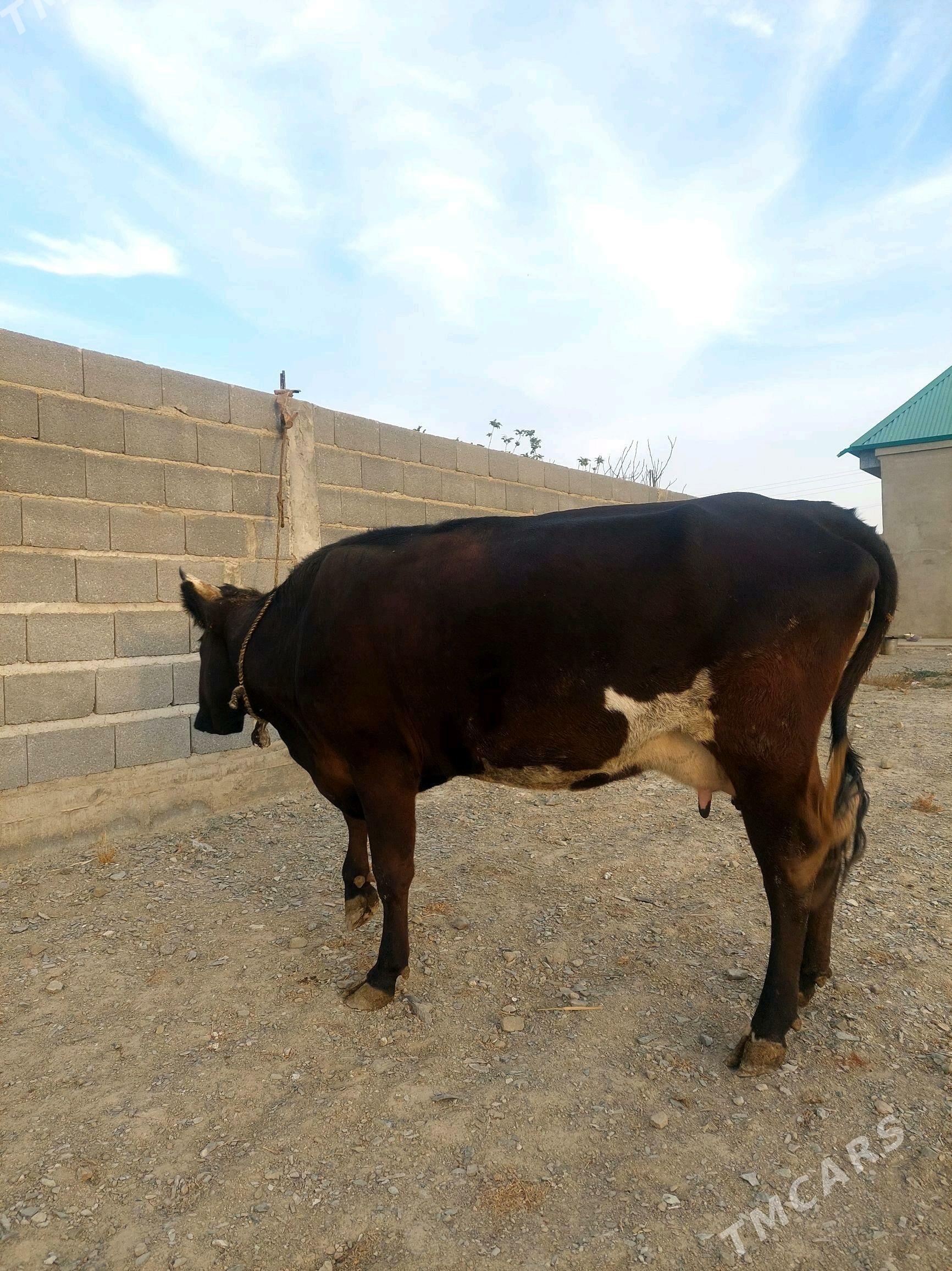 Бейик Сыгыр - Bäherden - img 6