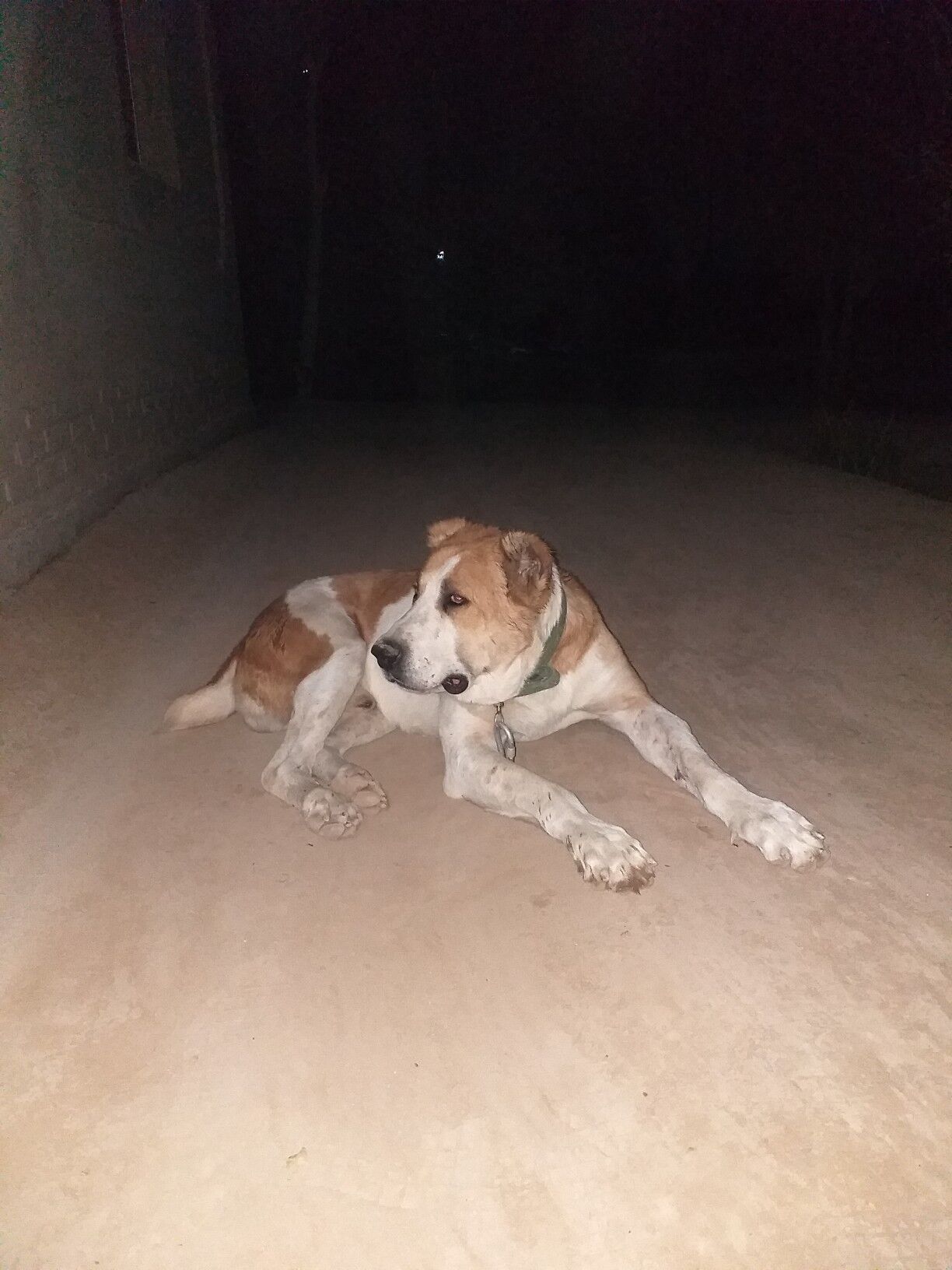 baronchik - Daşoguz - img 5