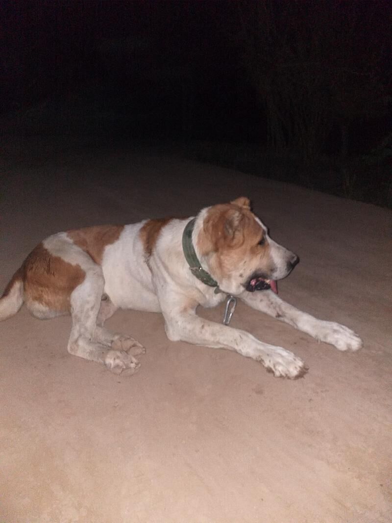 baronchik - Daşoguz - img 4