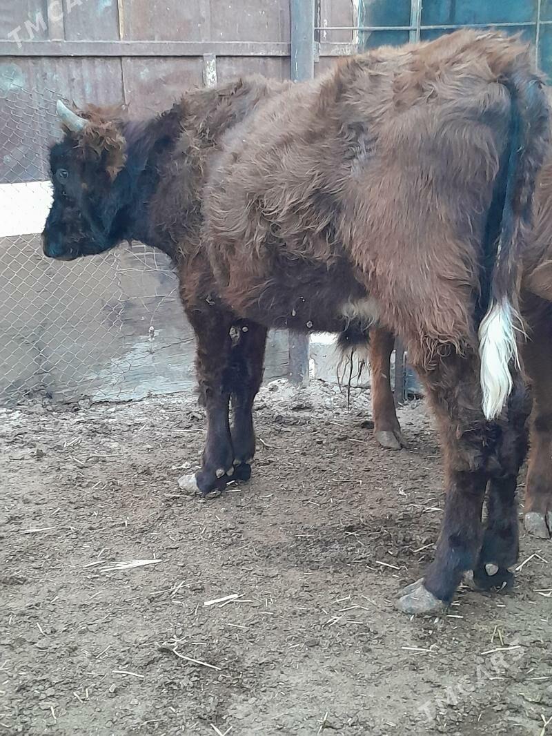 Окуз - Balkanabat - img 2