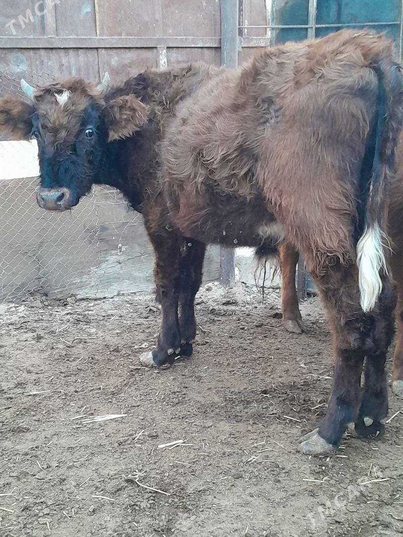 Окуз - Balkanabat - img 1