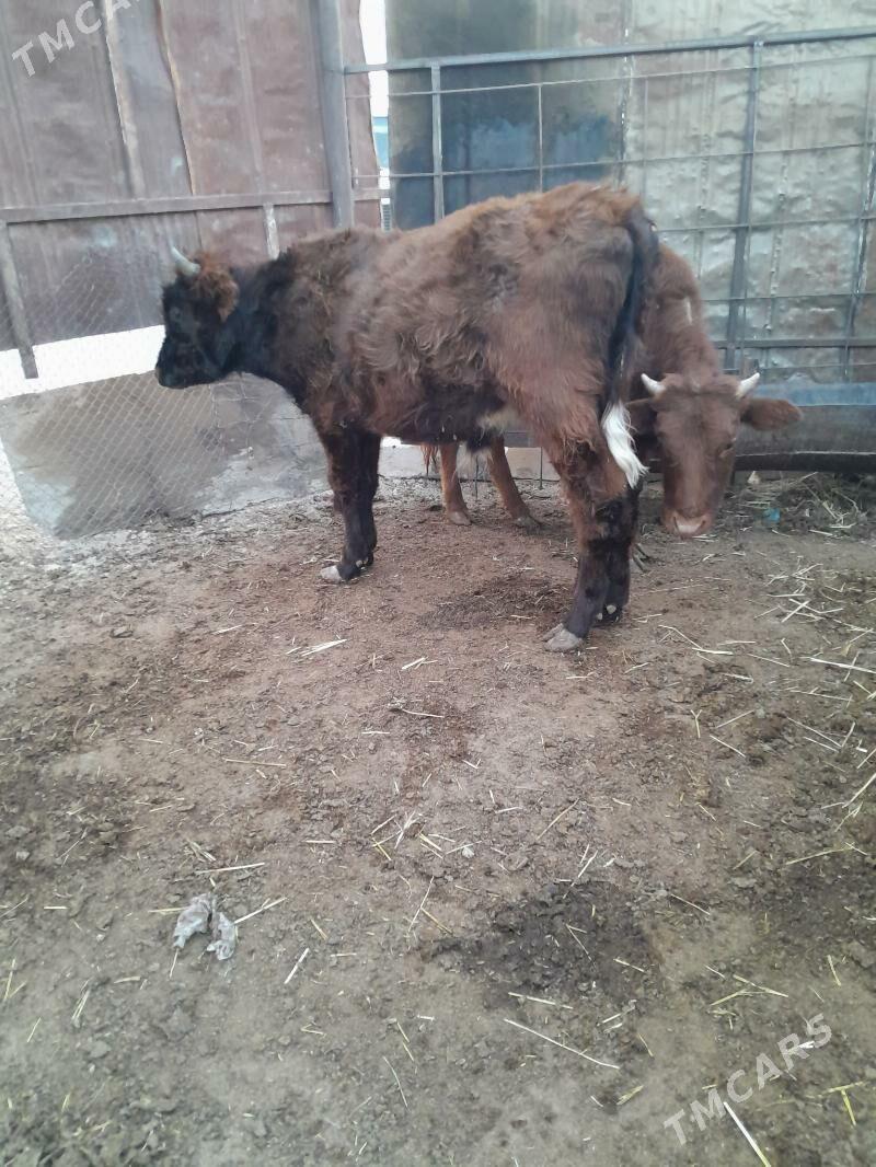 Окуз - Balkanabat - img 3