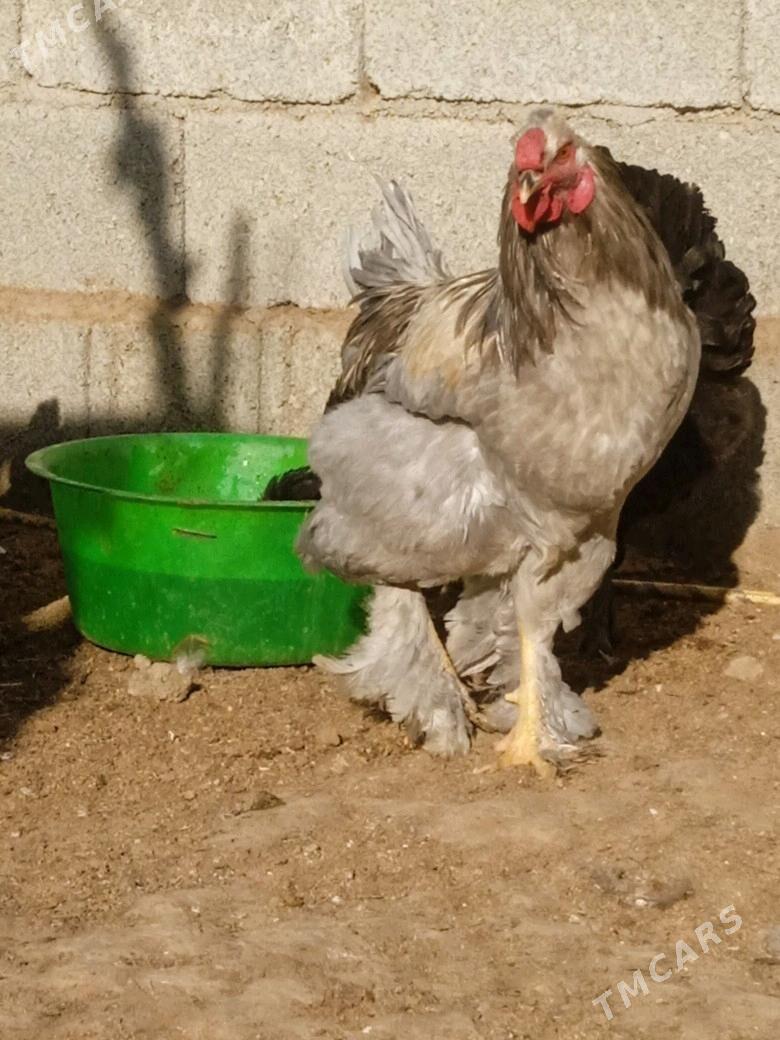 brama towk - Бабадайхан - img 1