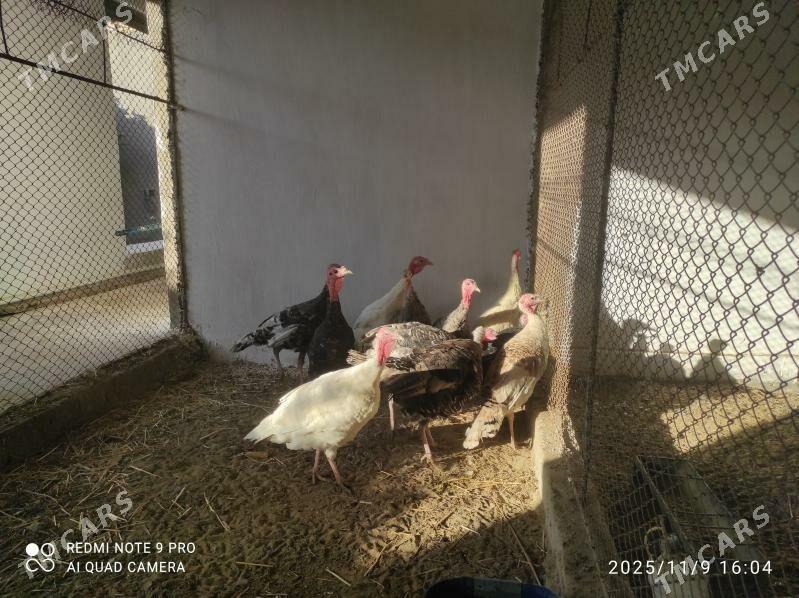 induk - Сейди - img 2