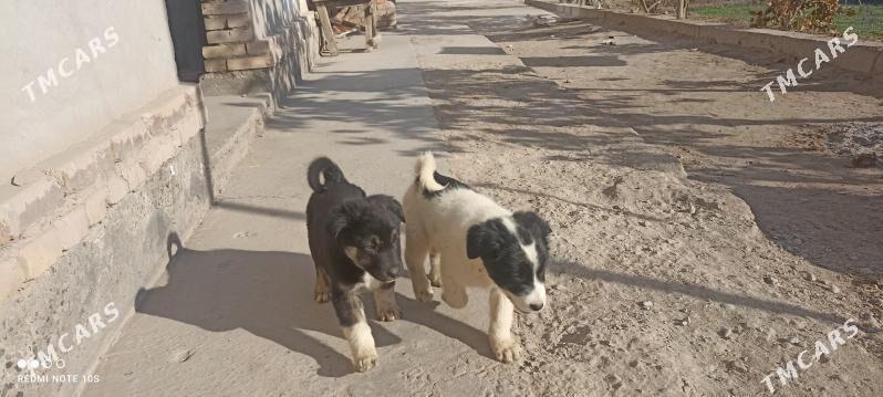 4sany - Туркменабат - img 2