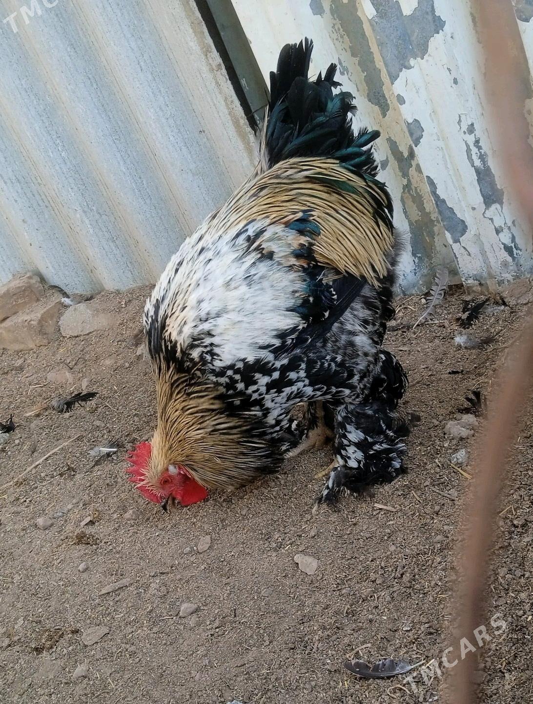 brama towk - Бабадайхан - img 2