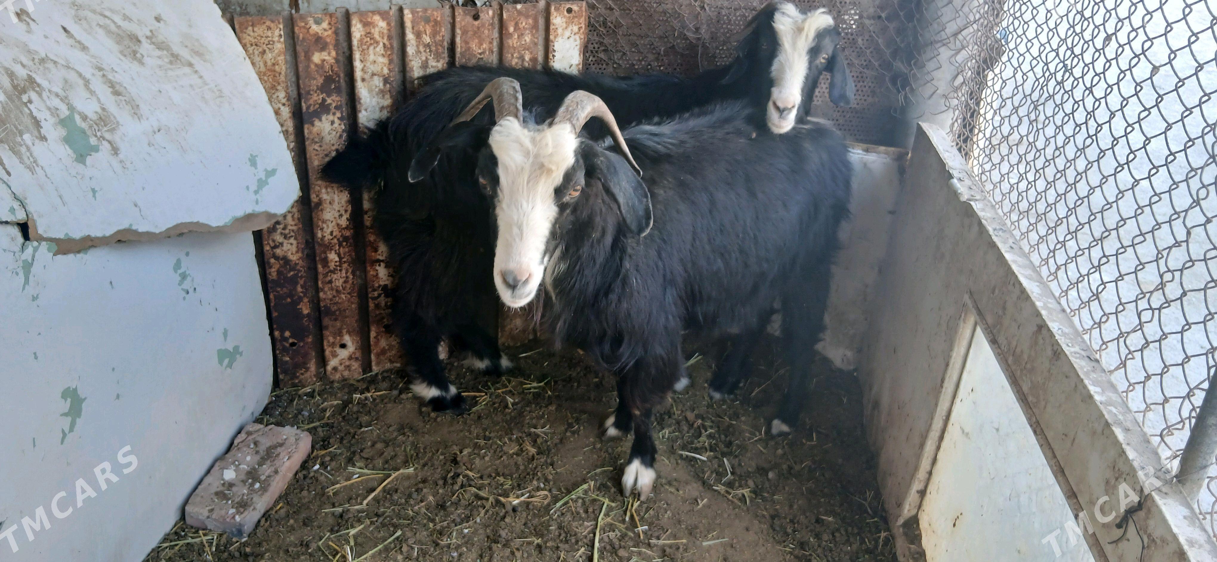 geci - Гёкдепе - img 2