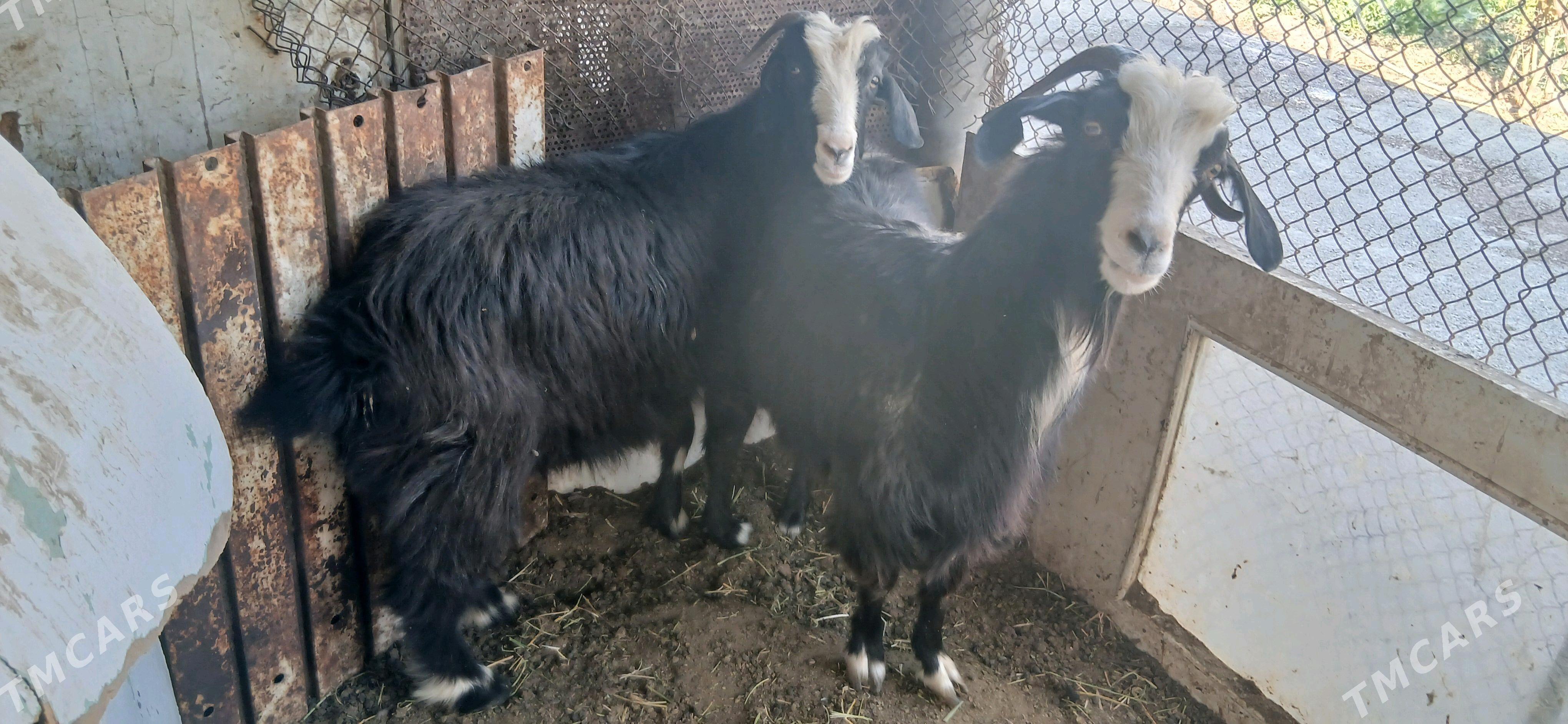 geci - Гёкдепе - img 1