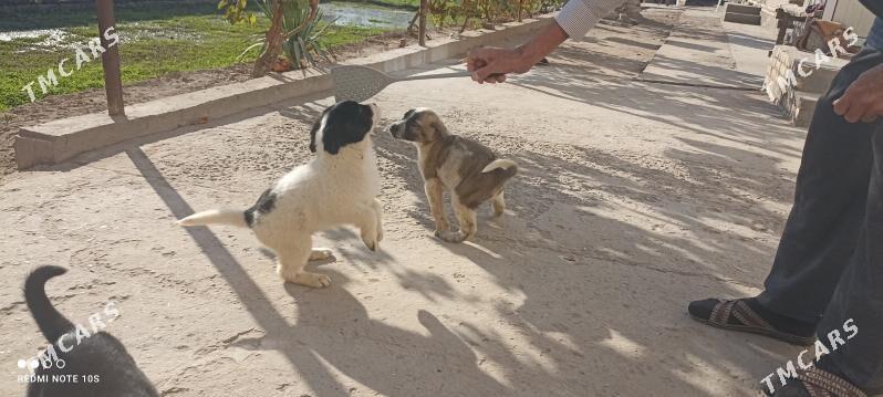 4sany - Туркменабат - img 3