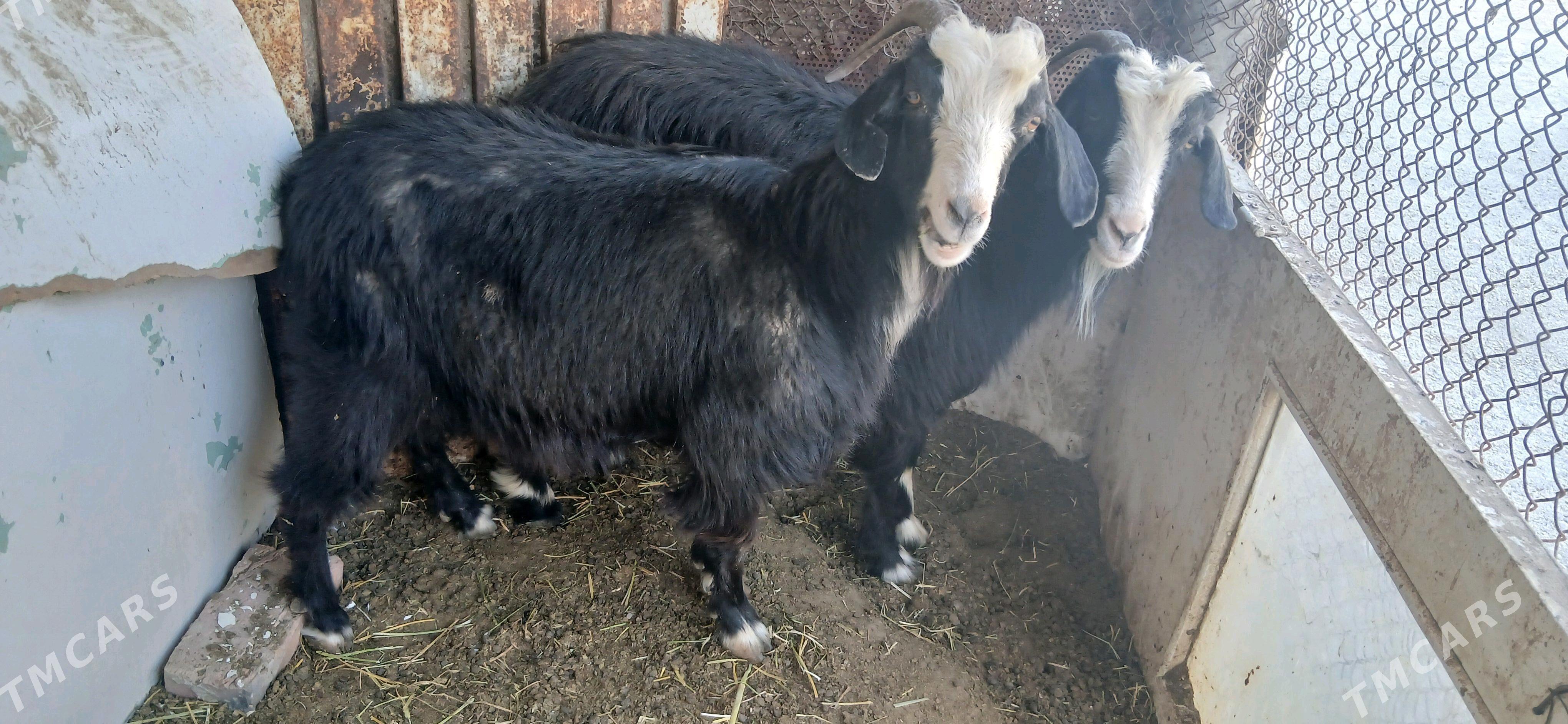 geci - Гёкдепе - img 4