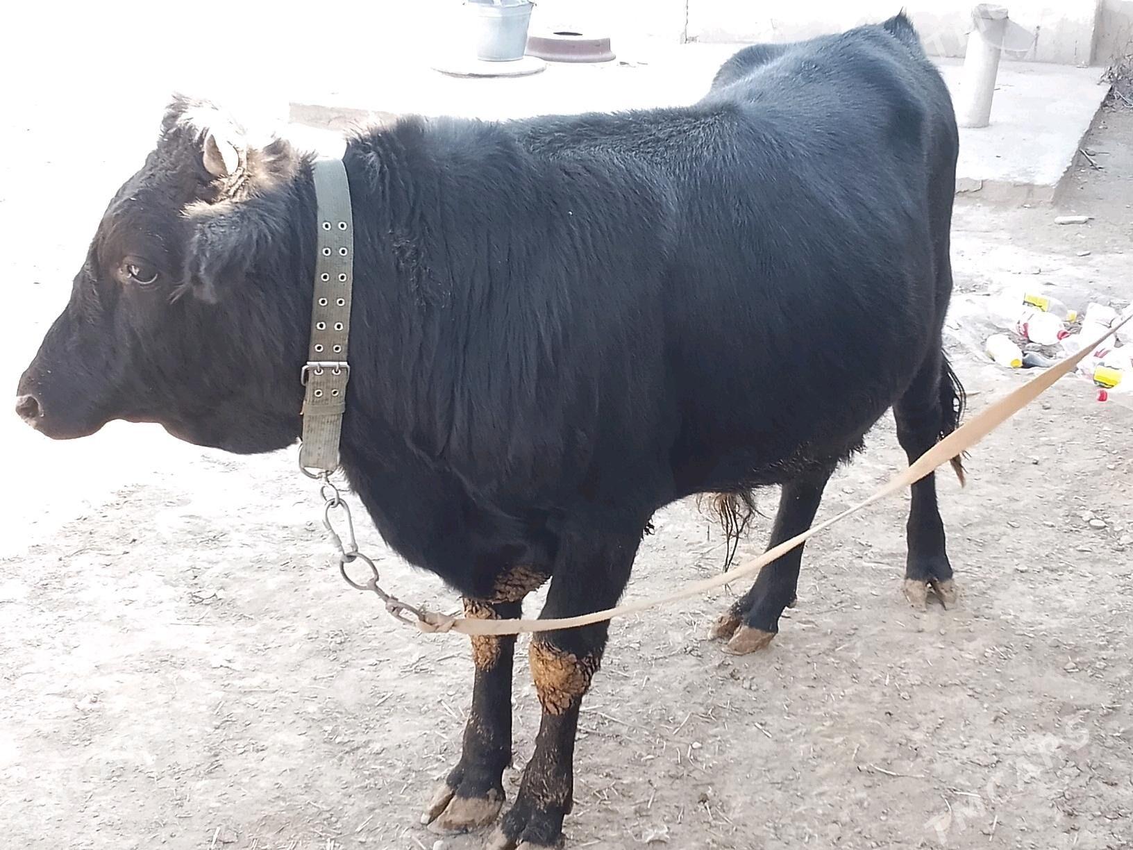 Okuz - Bäherden - img 5