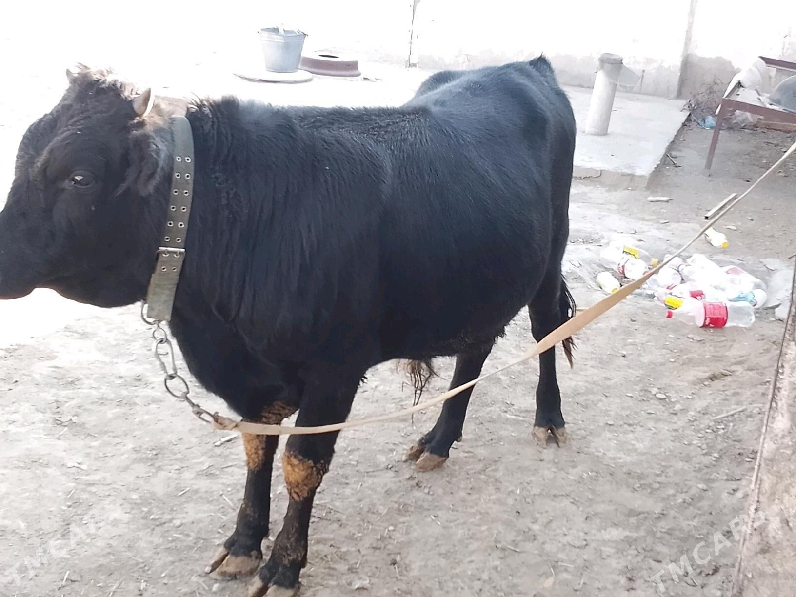 Okuz - Bäherden - img 7