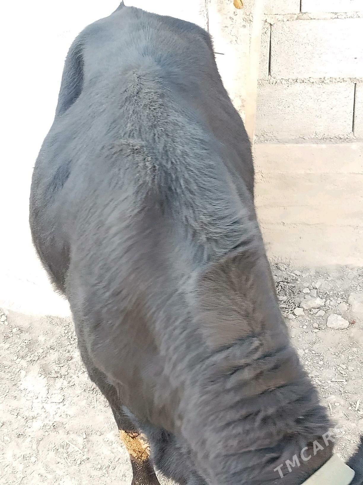 Okuz - Bäherden - img 6