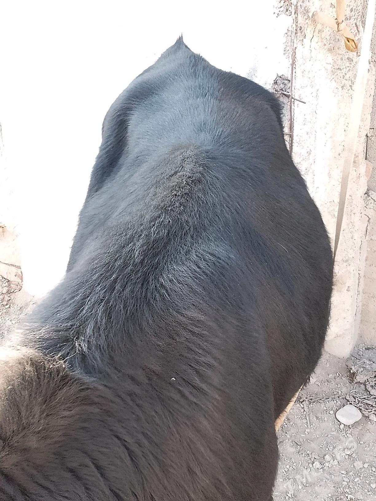 Okuz - Bäherden - img 2