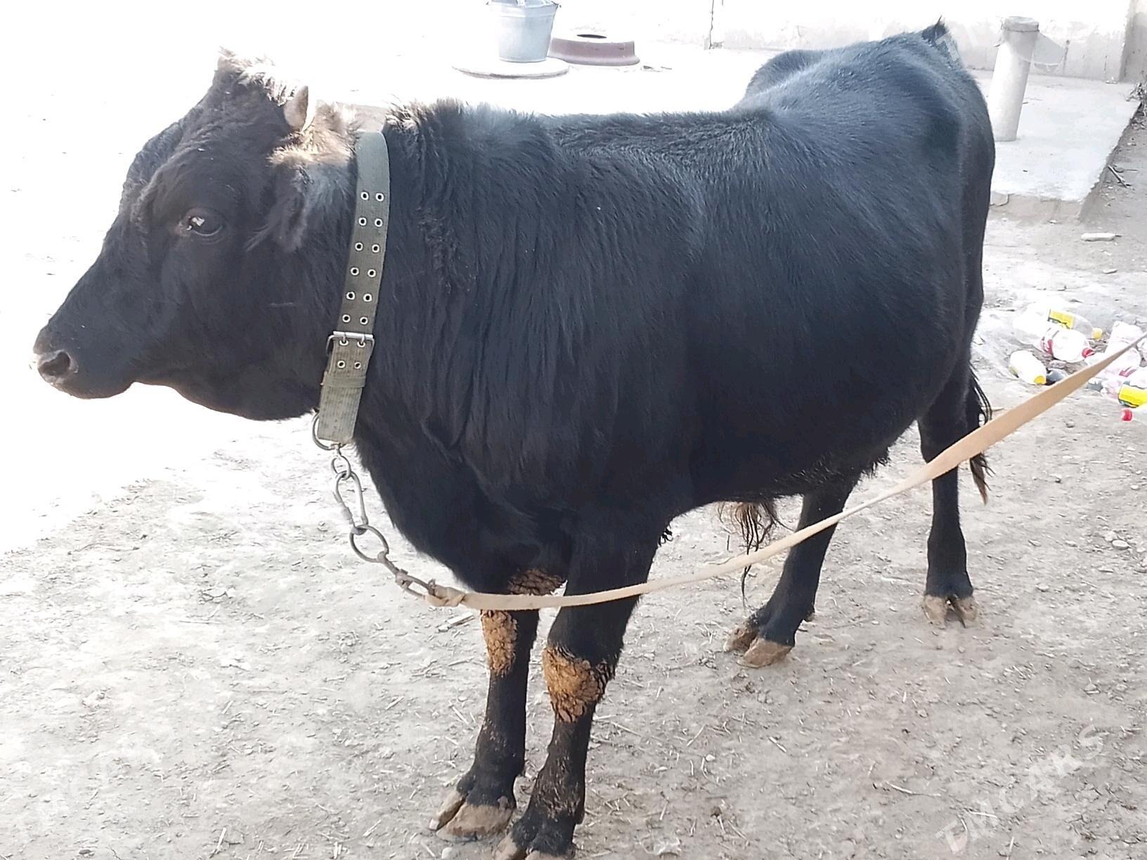 Okuz - Bäherden - img 4