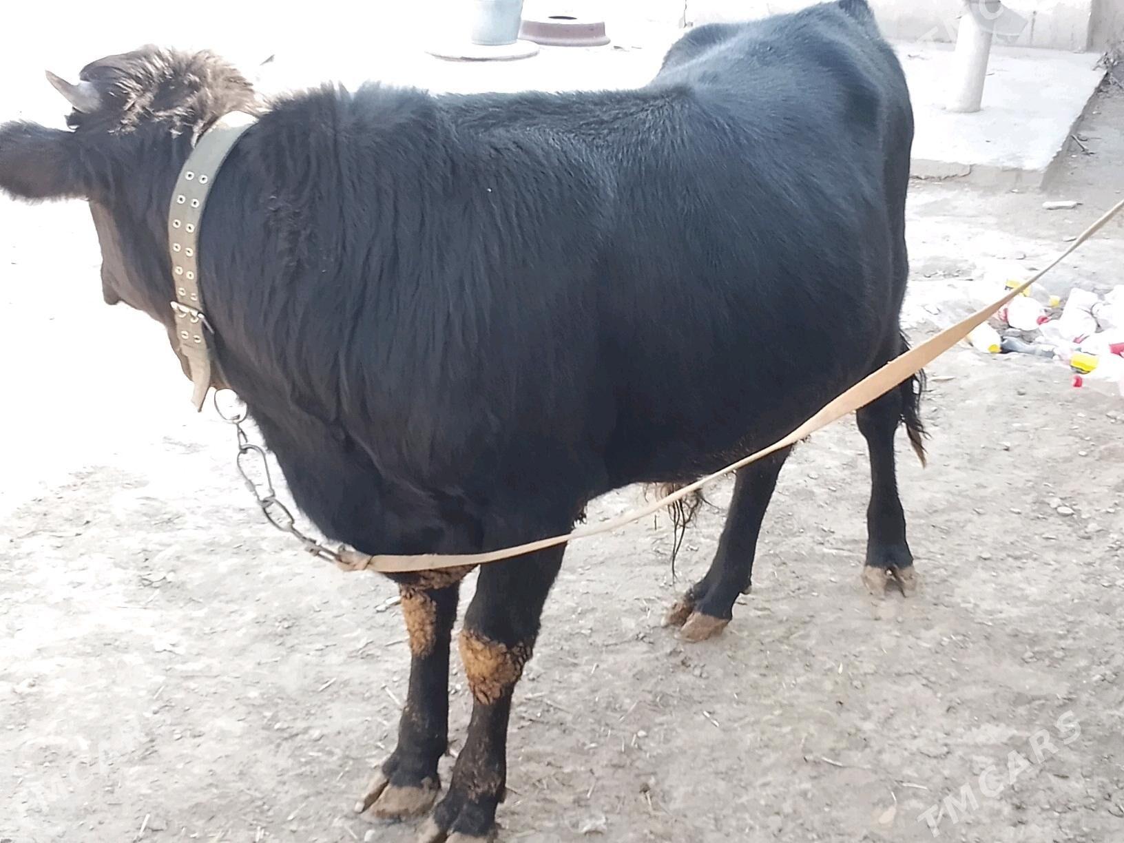 Okuz - Bäherden - img 3