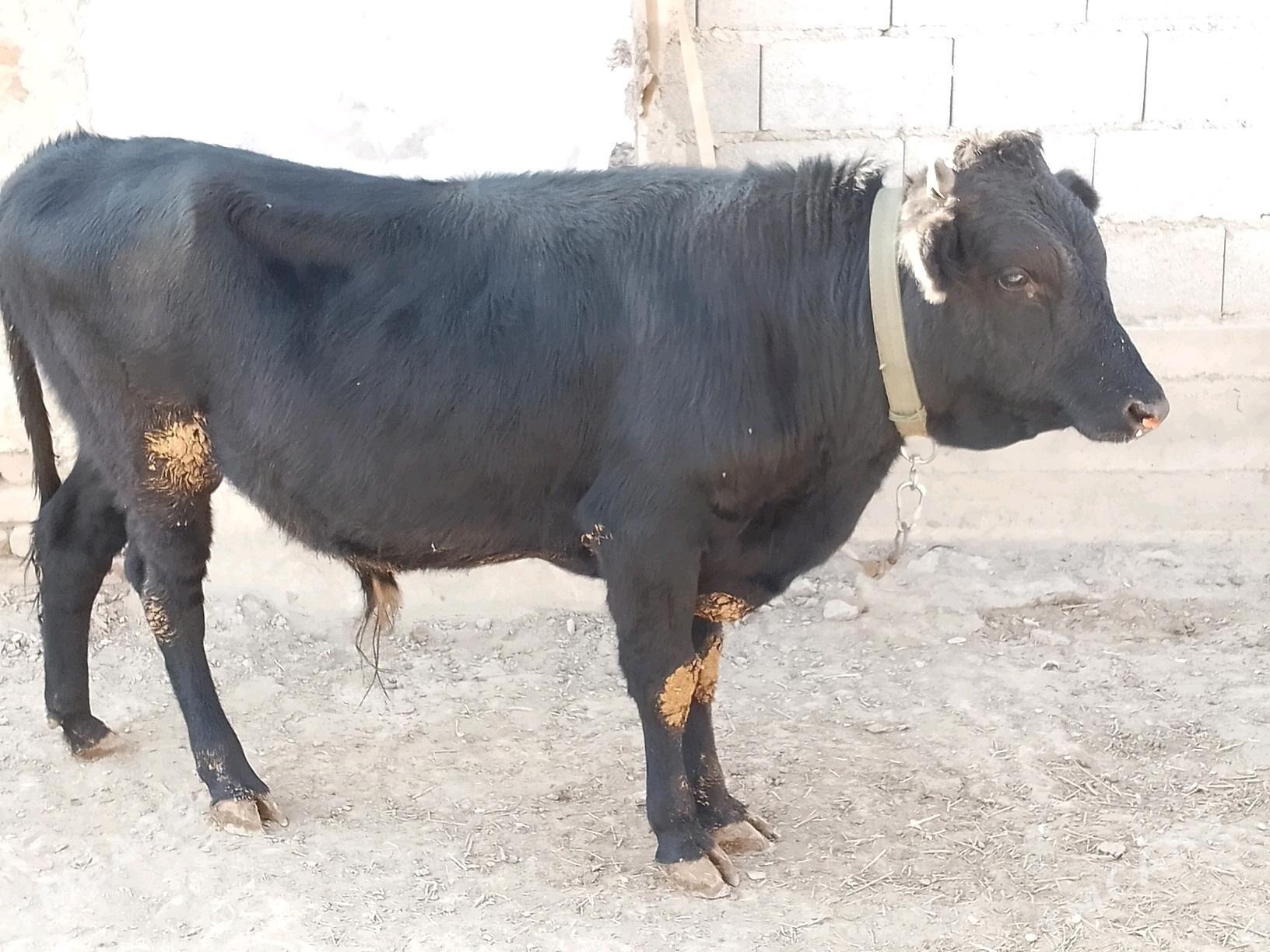 Okuz - Bäherden - img 8