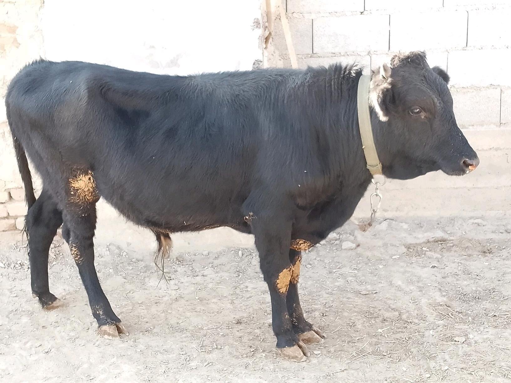 Okuz - Bäherden - img 9