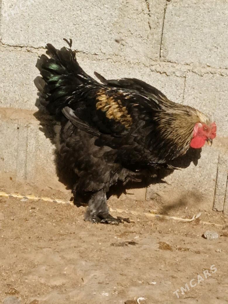 brama towk - Бабадайхан - img 3