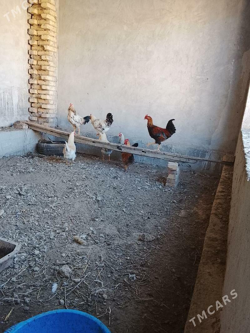 mesny horaz - Türkmenabat - img 4