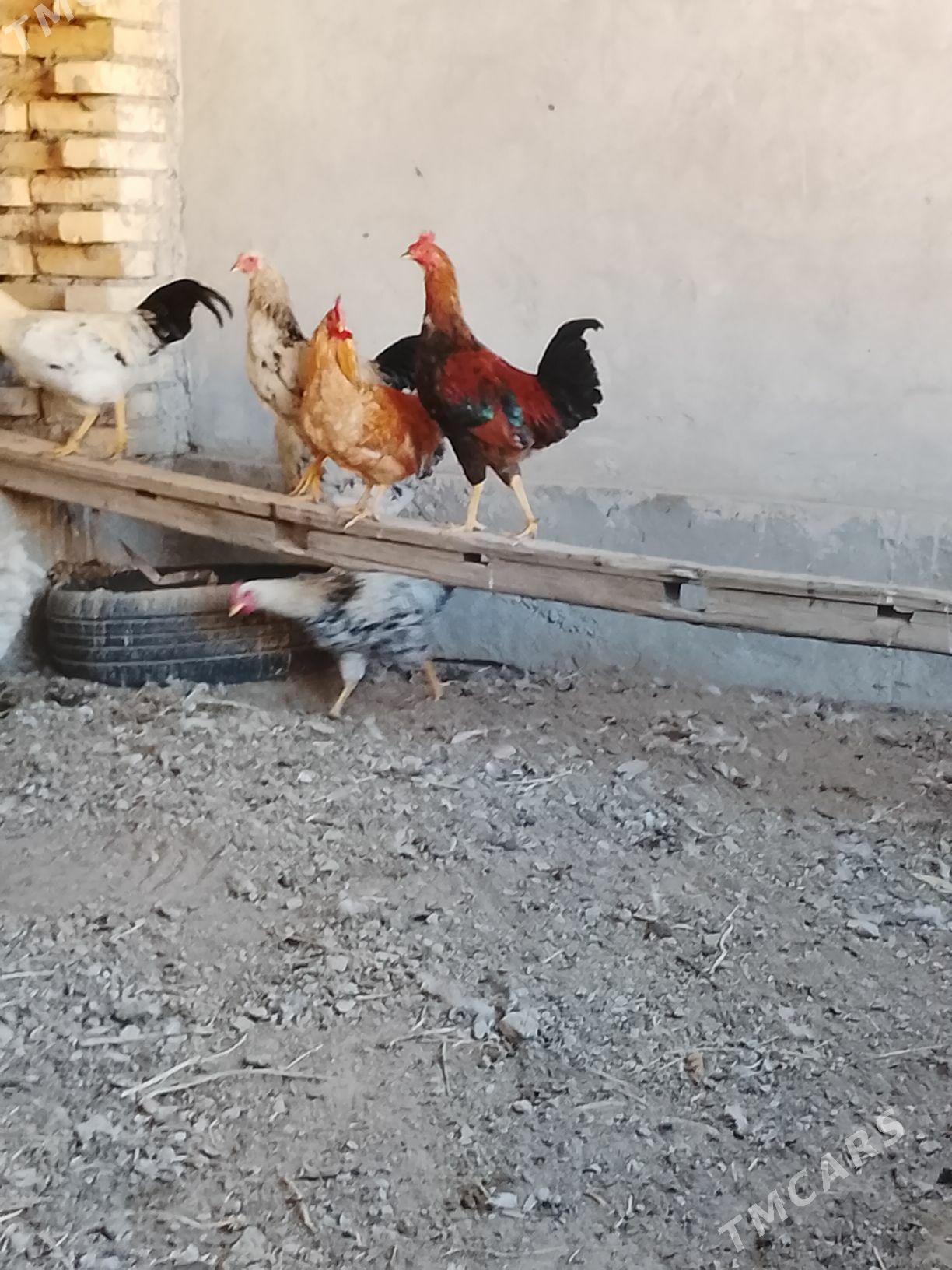 mesny horaz - Türkmenabat - img 2