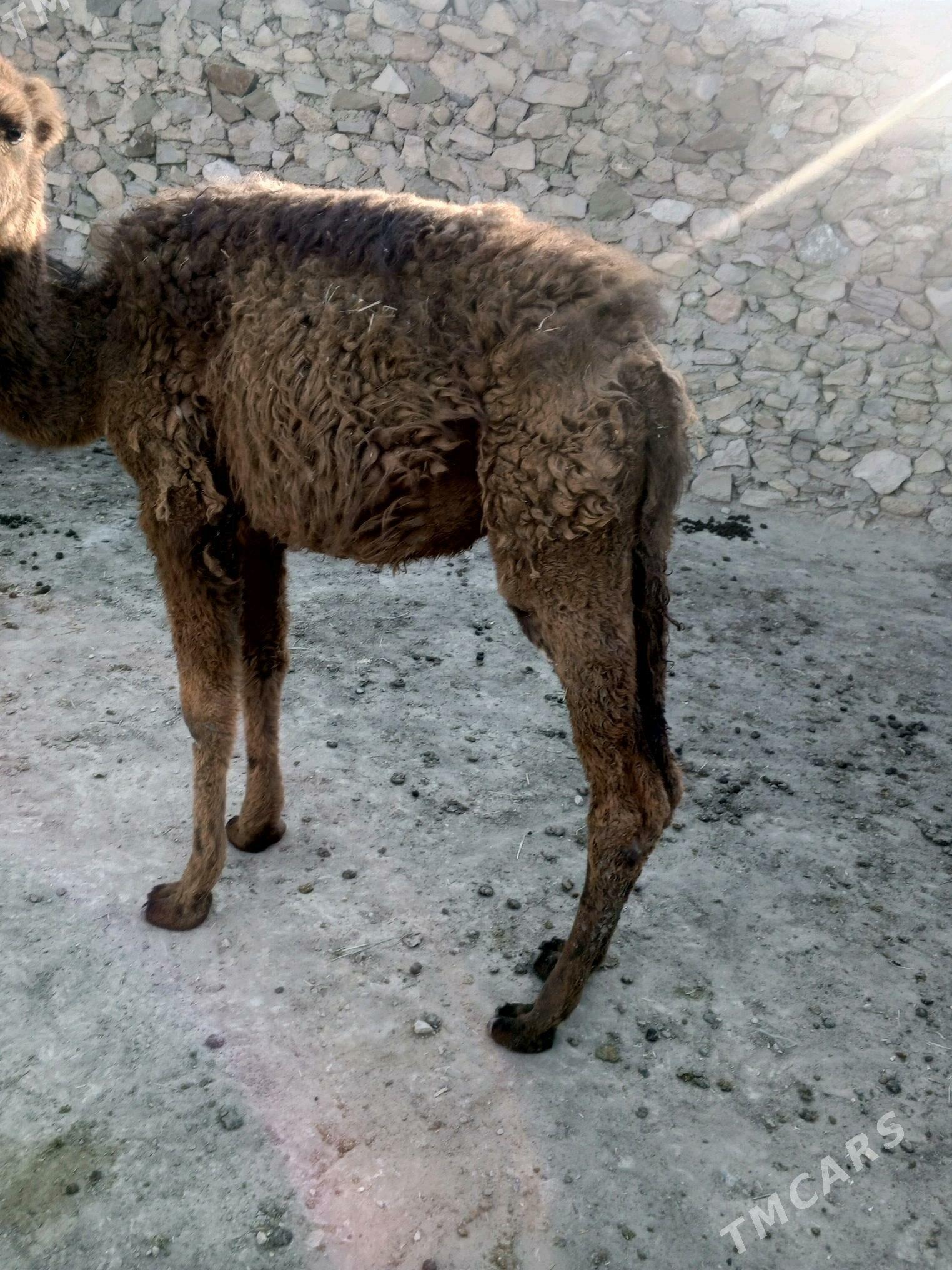 Torum - Берекет - img 2