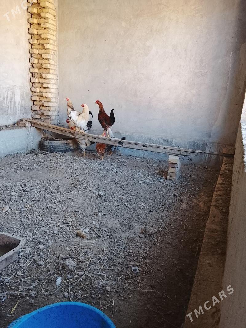 mesny horaz - Türkmenabat - img 3