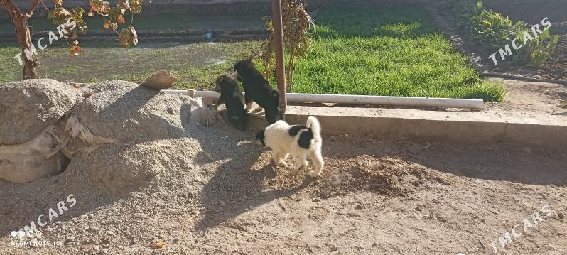 4sany - Туркменабат - img 1