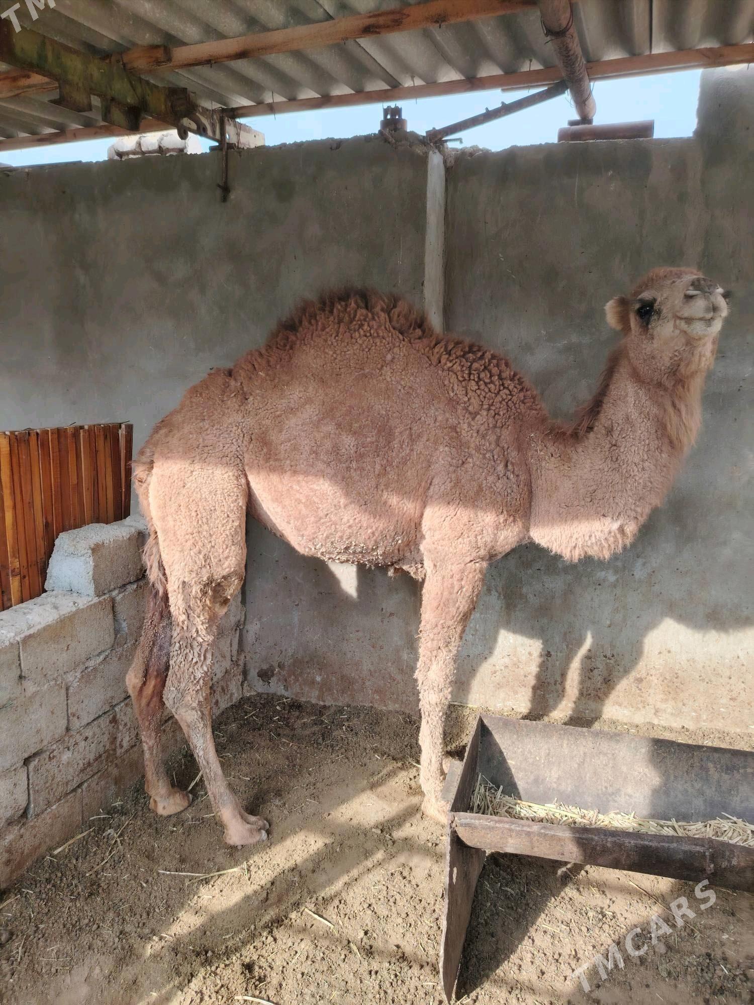 Ogsyk - Балканабат - img 1