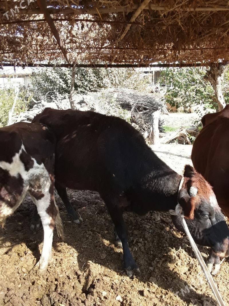 Şwes paroda öküzler sygyrlar - Mary - img 5