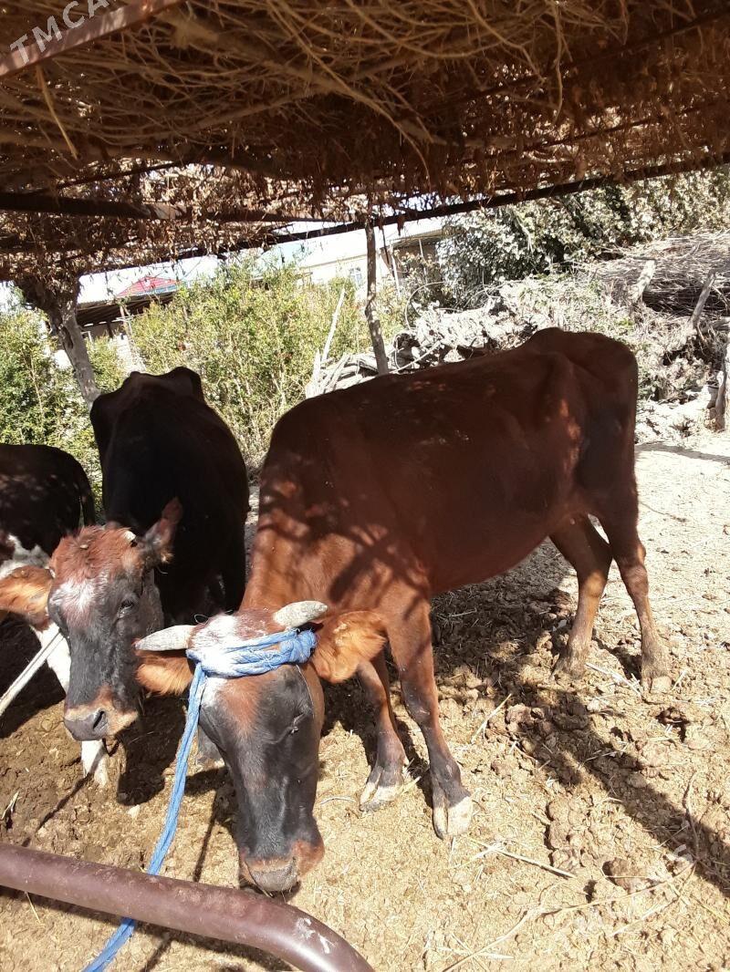 Şwes paroda öküzler sygyrlar - Mary - img 6