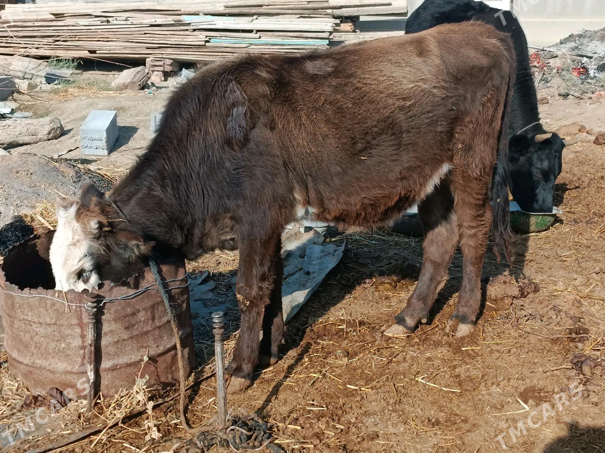 Tüwe - Bäherden - img 1