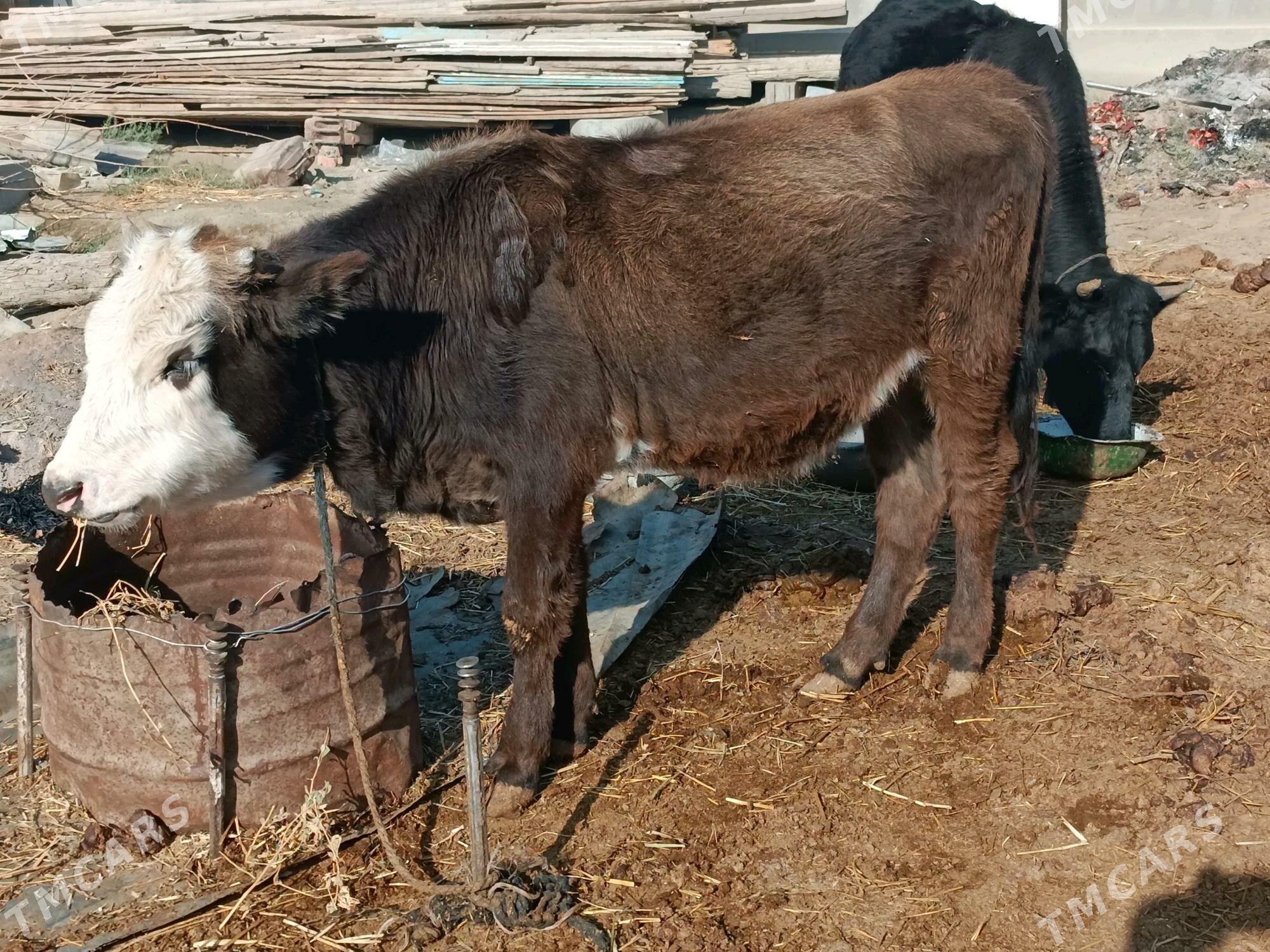 Tüwe - Bäherden - img 2