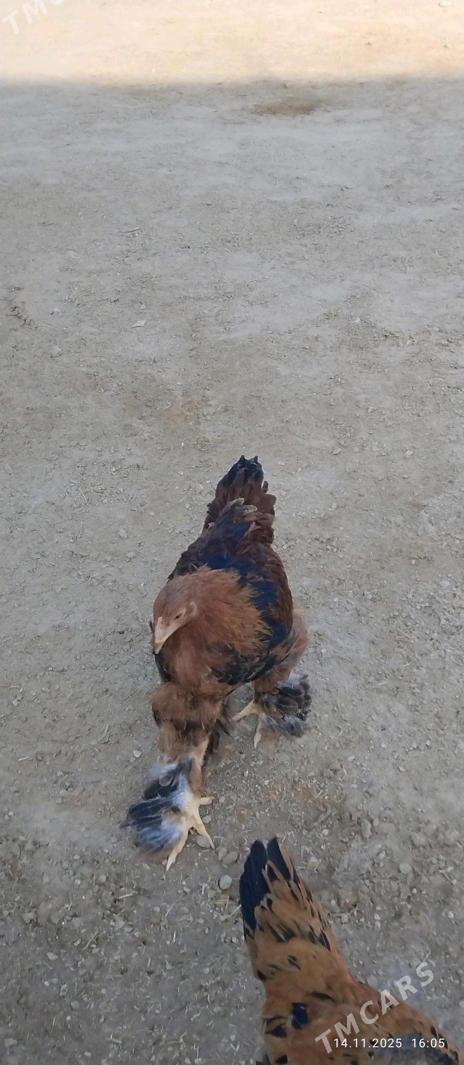 horaz - Balkanabat - img 3