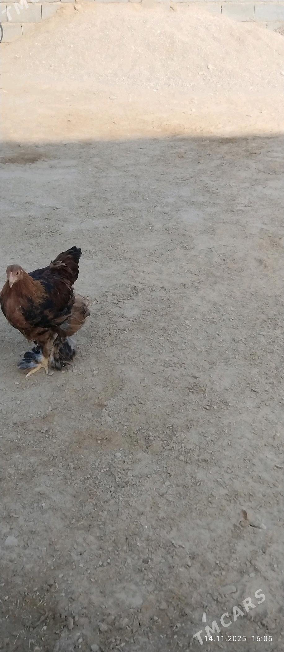 horaz - Balkanabat - img 4