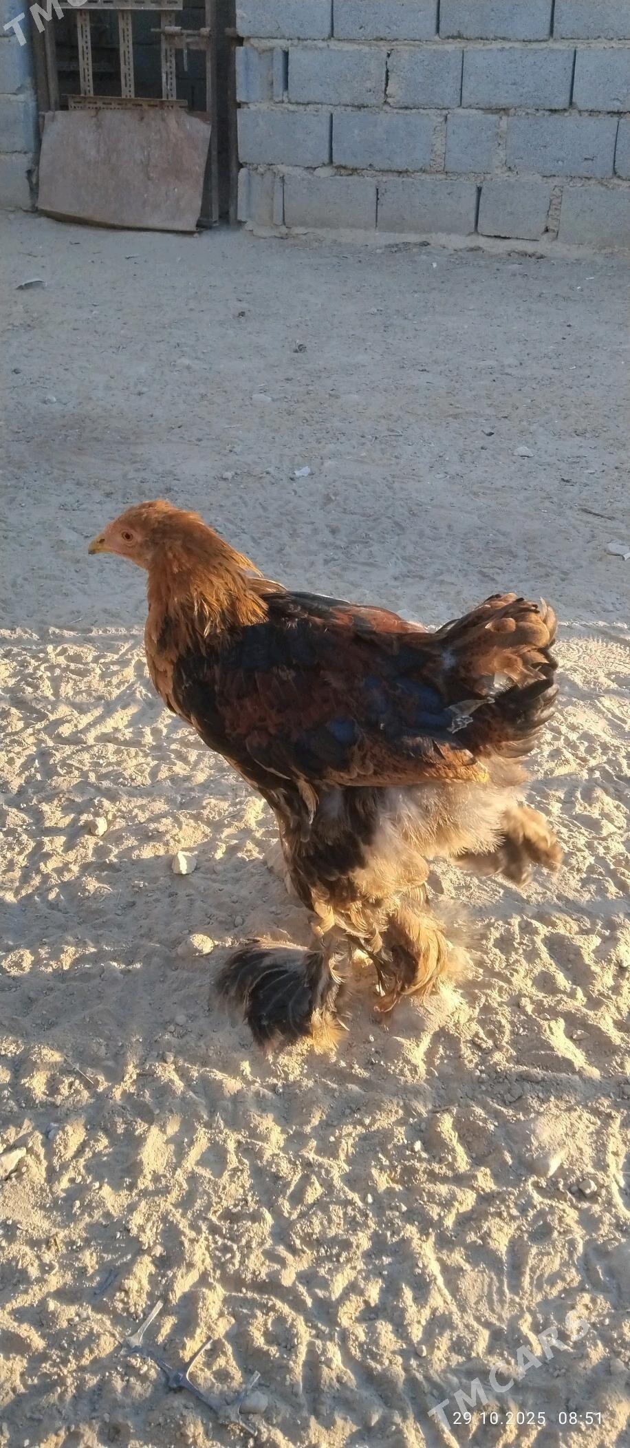 horaz - Balkanabat - img 1