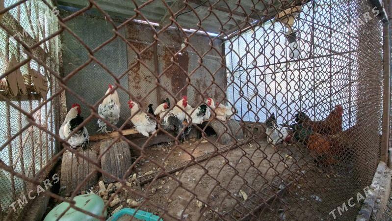 Balgar Brama garylan Horazlar - Бузмеин - img 1