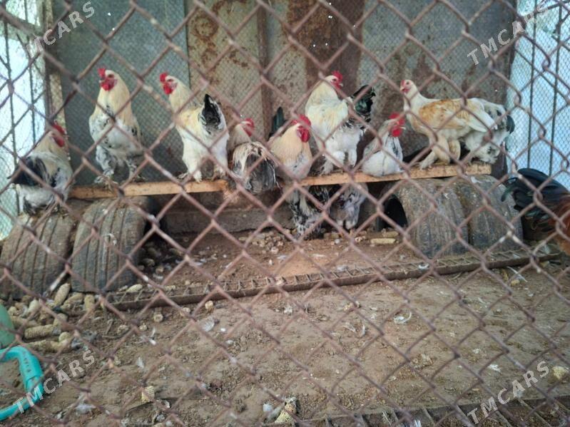 Balgar Brama garylan Horazlar - Бузмеин - img 2