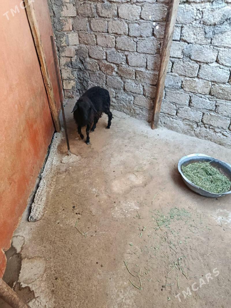 tokly - Hitrowka - img 1