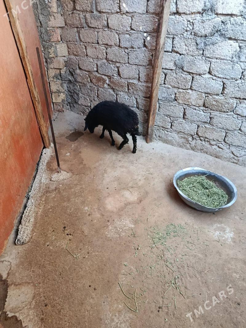 tokly - Hitrowka - img 2