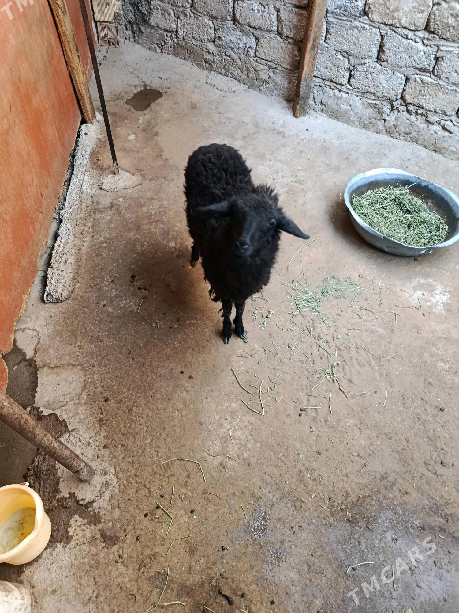 tokly - Hitrowka - img 3