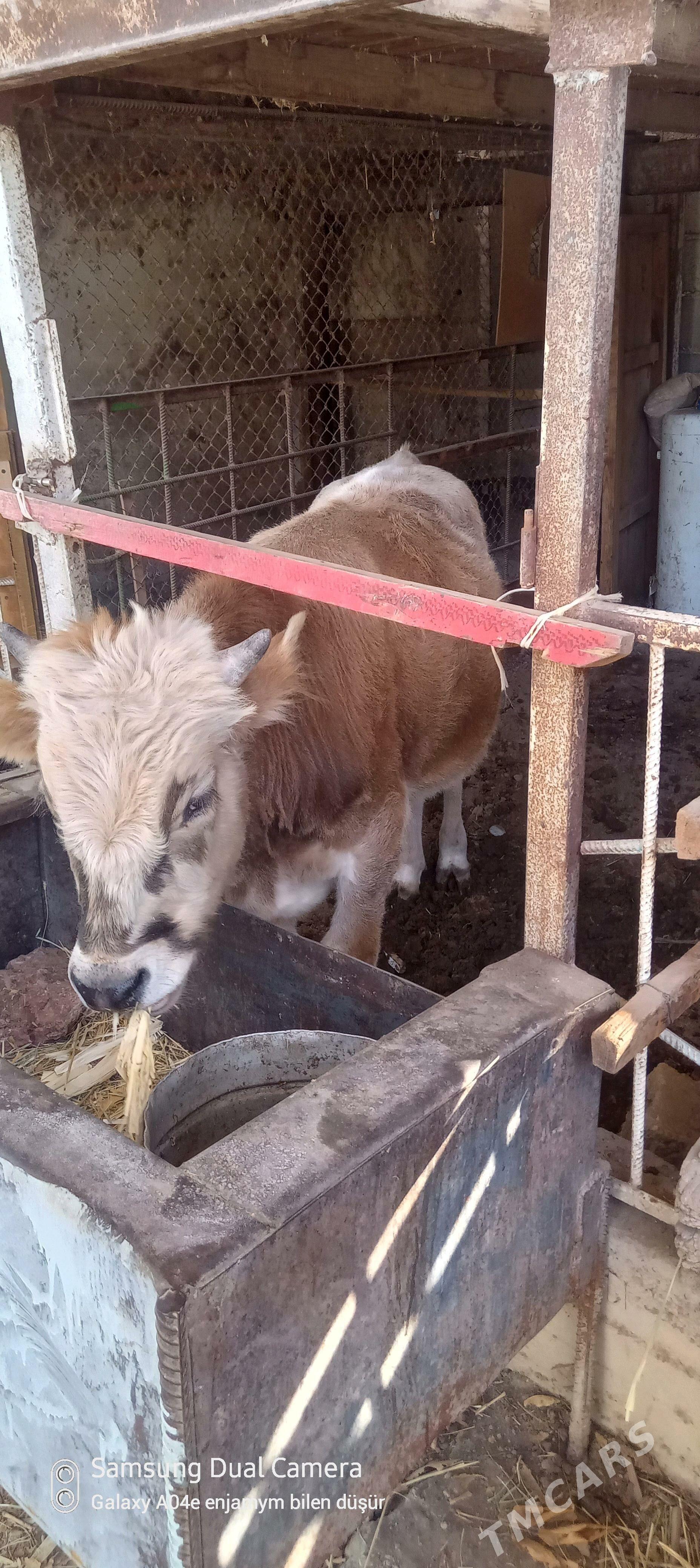 okuz - Aşgabat - img 1