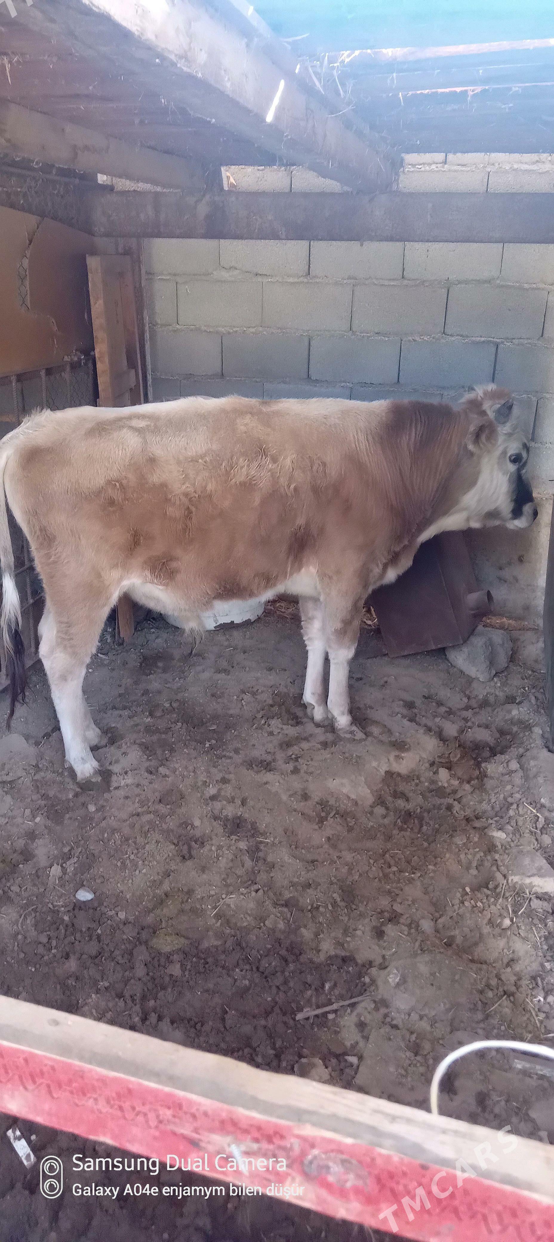 okuz - Aşgabat - img 2