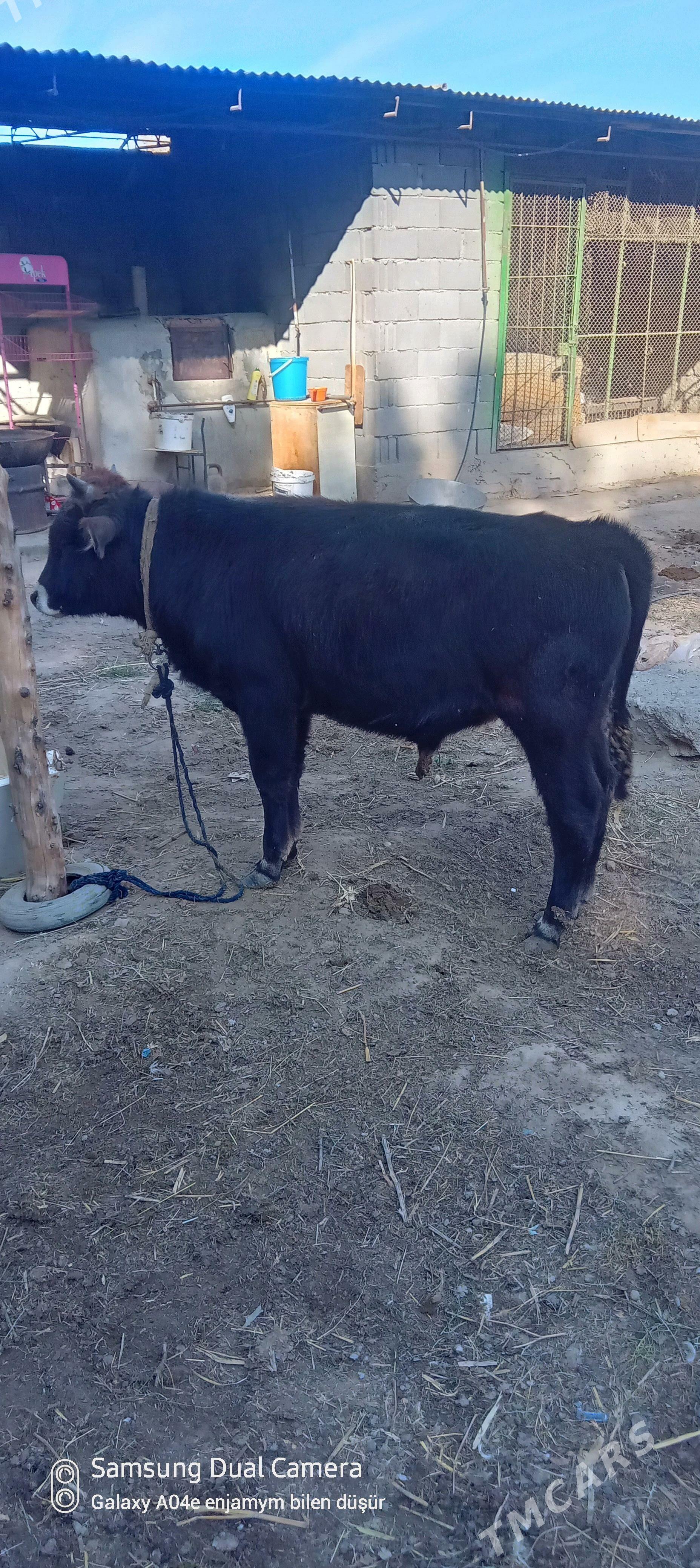 okuz - Aşgabat - img 2