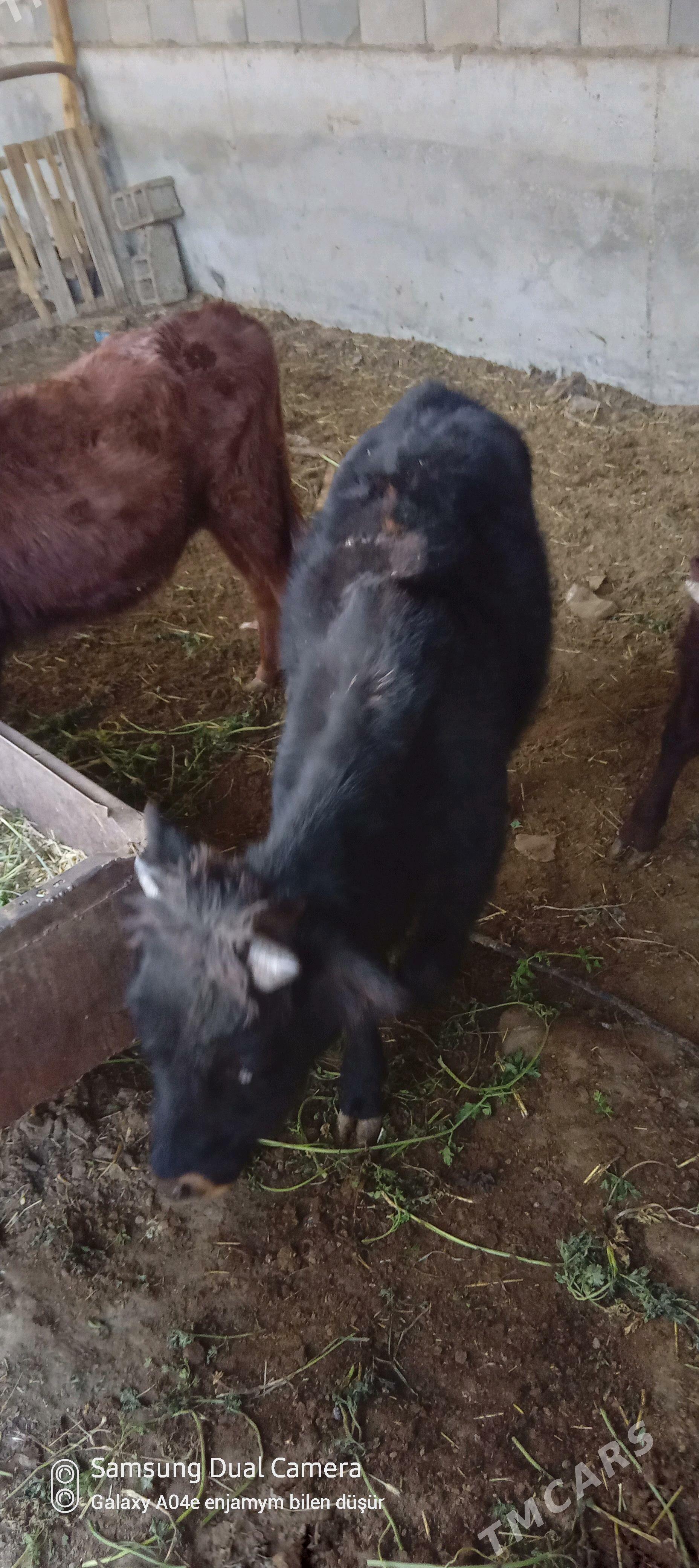 okuz tuwe - Aşgabat - img 1