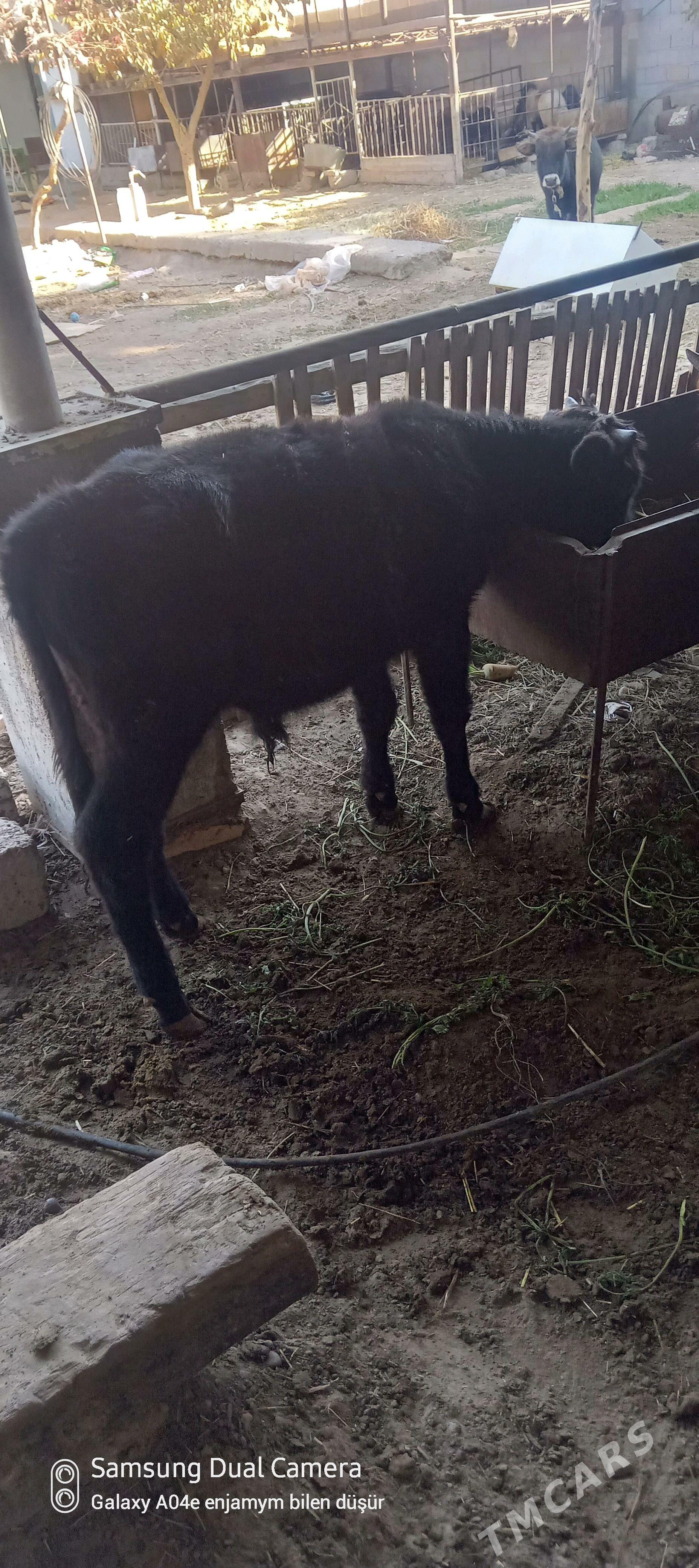 okuz tuwe - Aşgabat - img 2