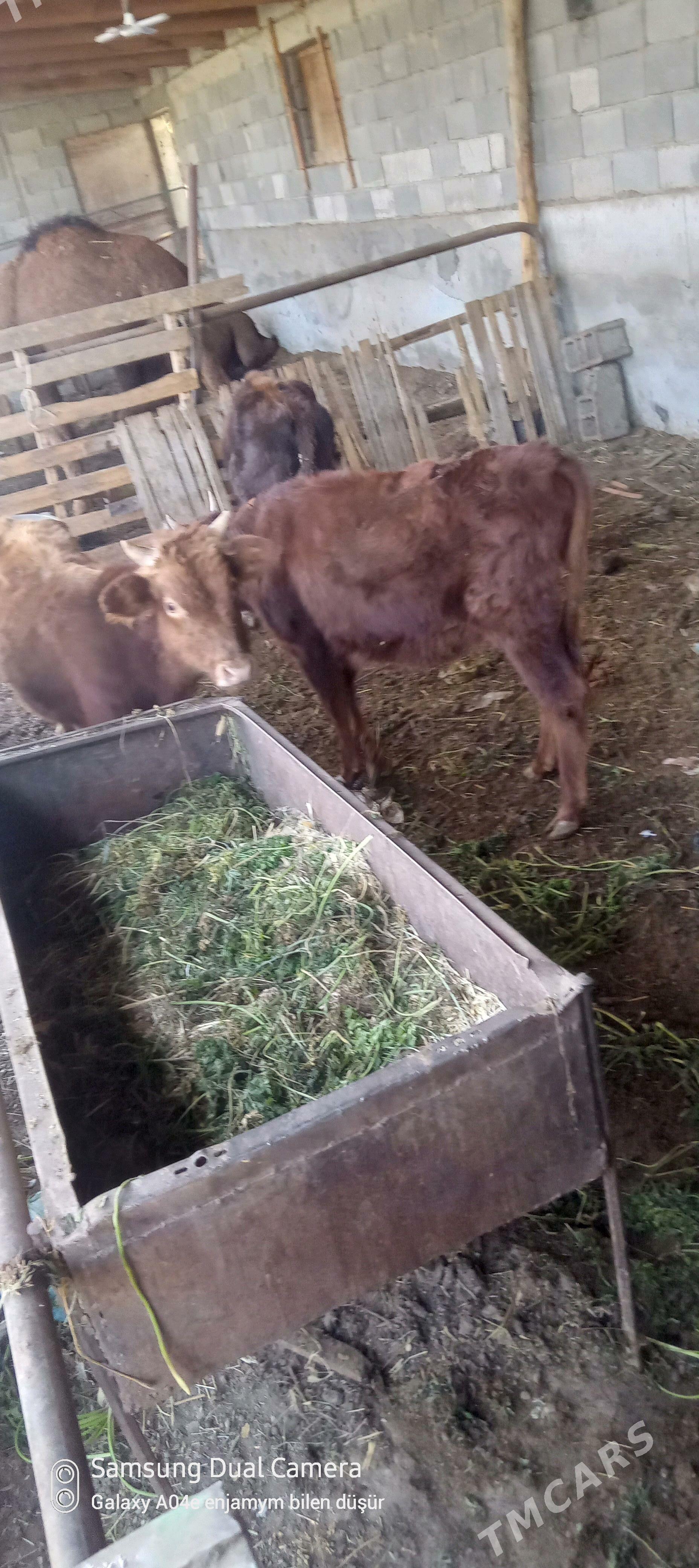 okuz tuwe - Aşgabat - img 3