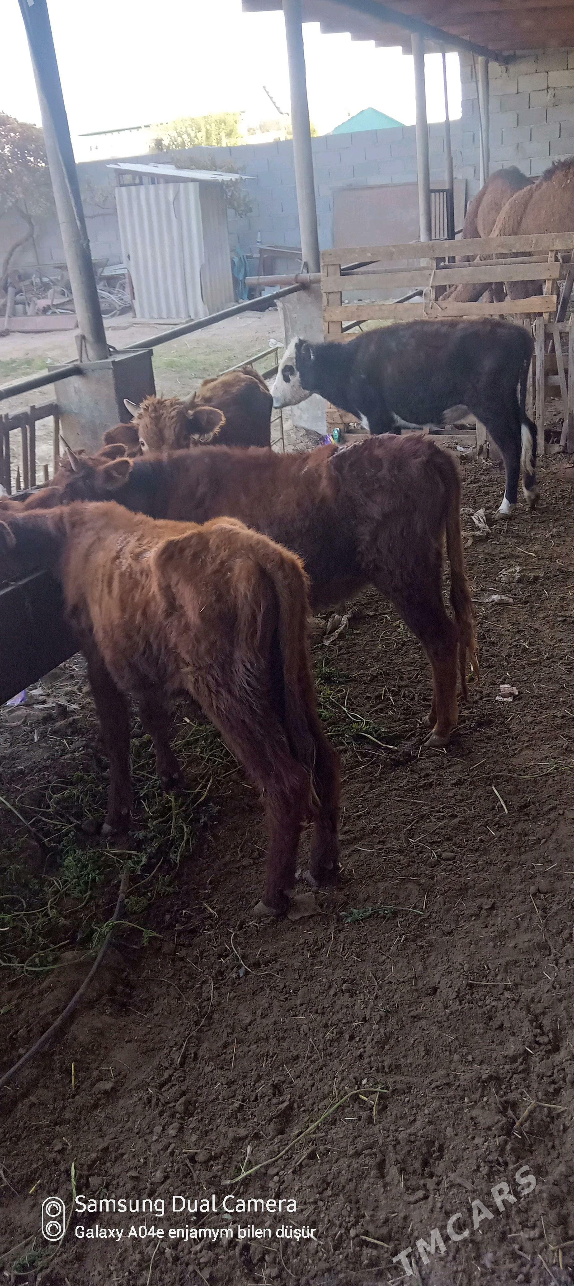 okuz tuwe - Aşgabat - img 4