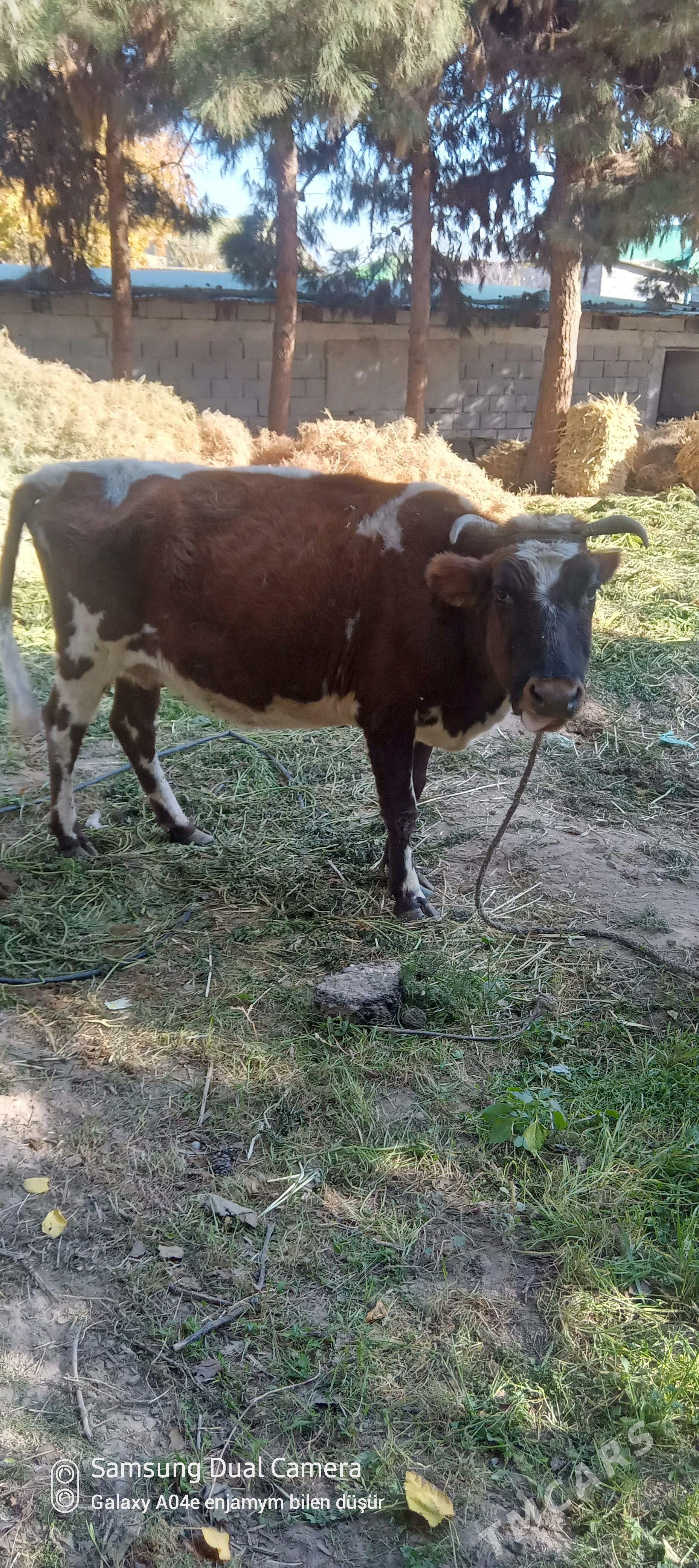 sygyr - Aşgabat - img 2